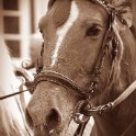 DSC 0031 b web